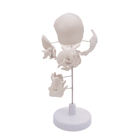 Модель «Кости черепа» (на подставке)